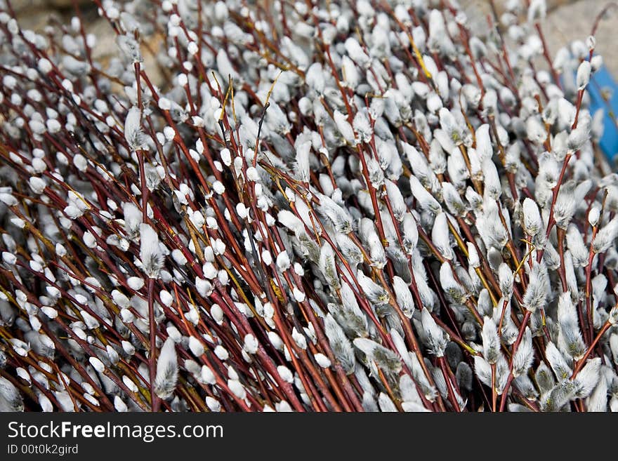 Easter catkins on the fair