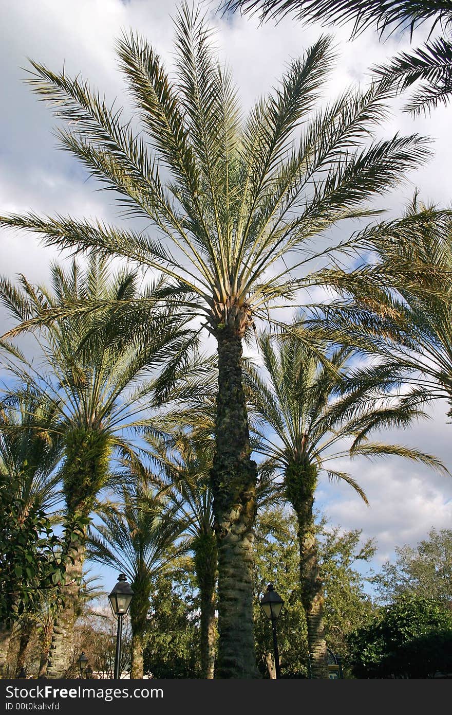 Desert Palm