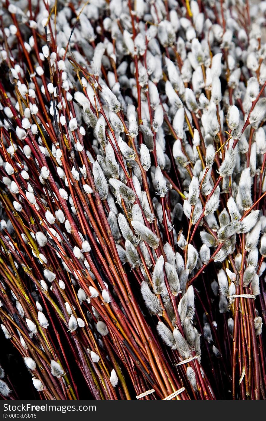 Easter catkins on the fair