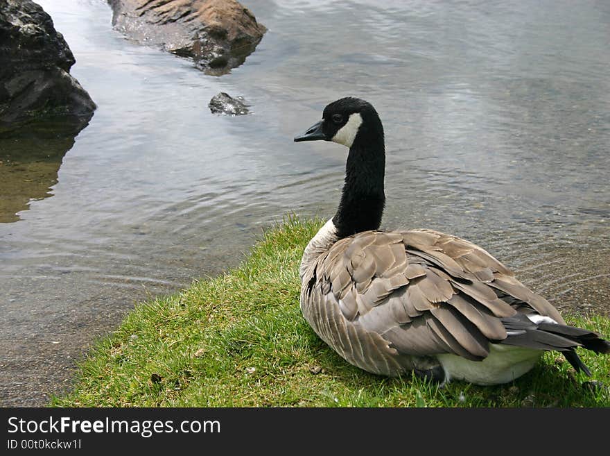 Canada Goose