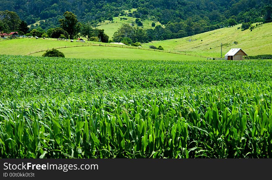 Green Rural Landscape in NSW. Green Rural Landscape in NSW