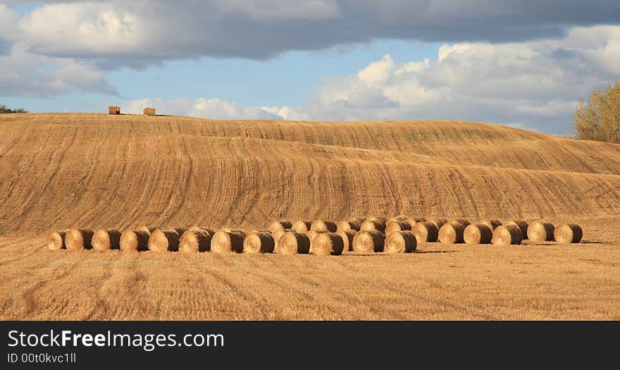 Rows of harvested feed sitting in a farmers field in Autumn. Rows of harvested feed sitting in a farmers field in Autumn