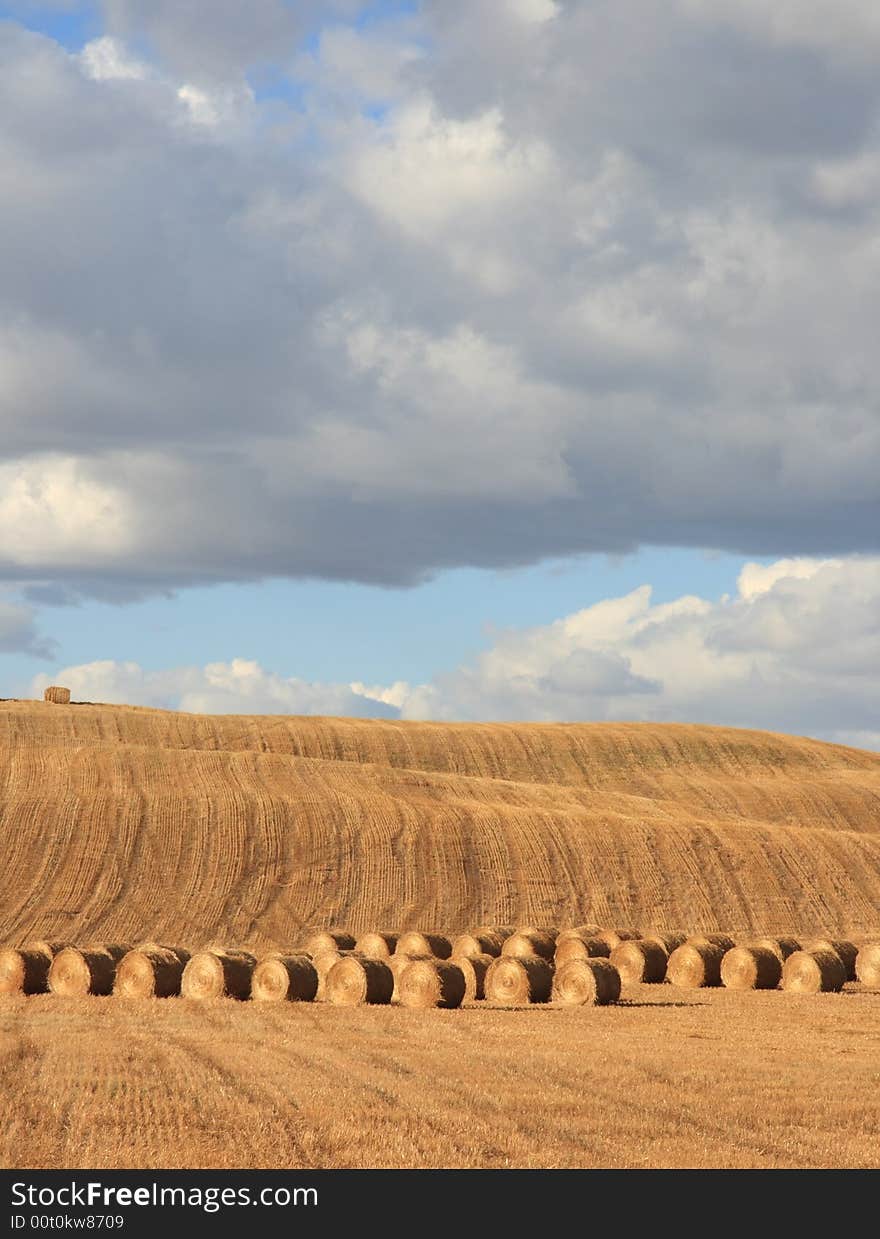 Rows of harvested feed sitting in a farmers field in Autumn. Rows of harvested feed sitting in a farmers field in Autumn