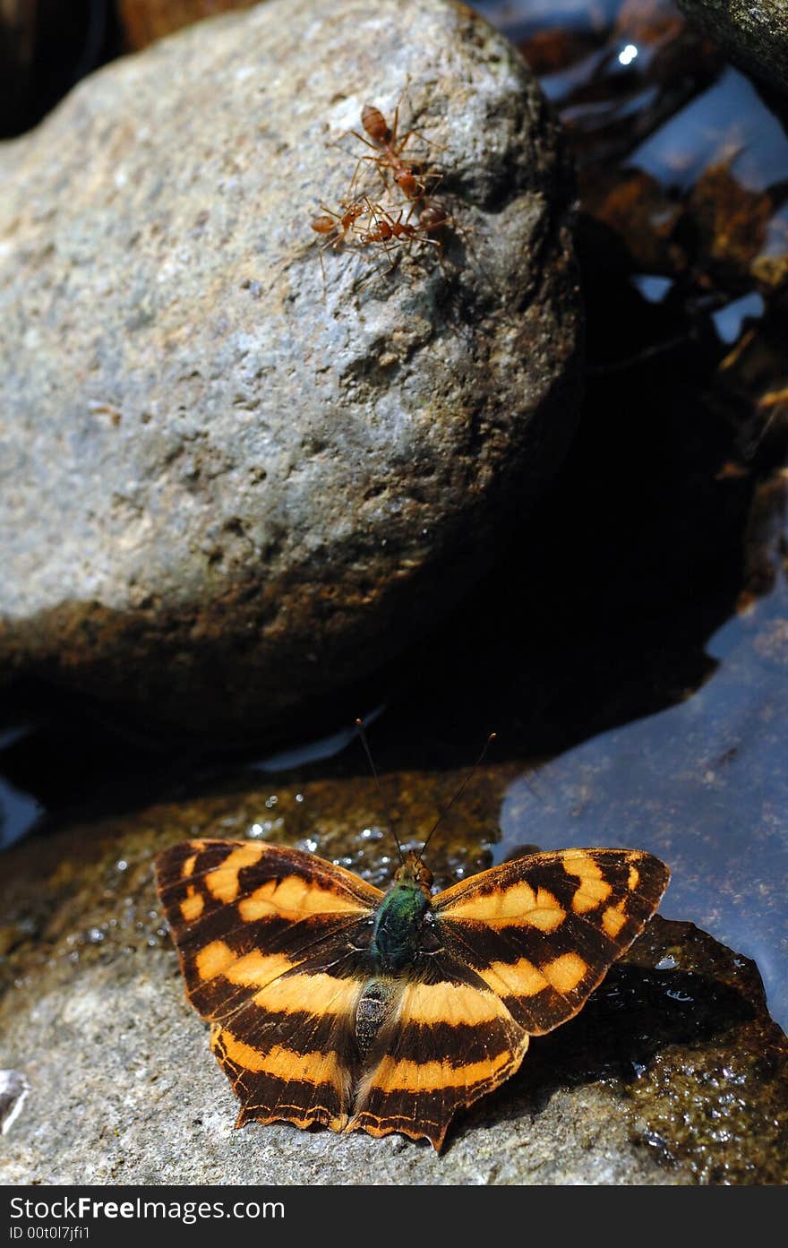 It is butterfly and ants on the stone.