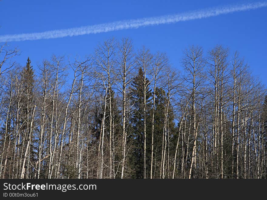 Forest Vapor Trail