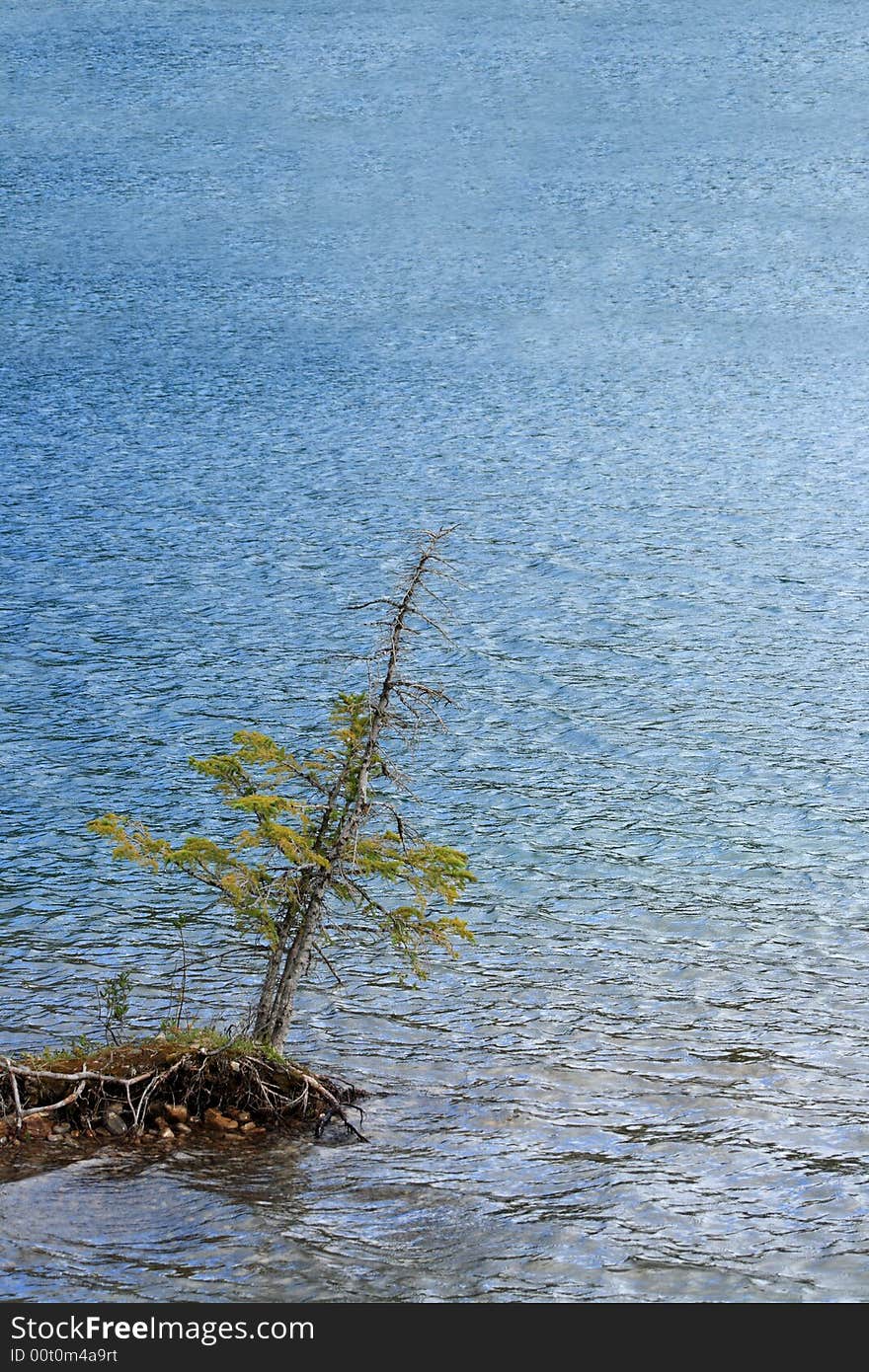 A small tree growing out over the shore of a mountain lake. A small tree growing out over the shore of a mountain lake