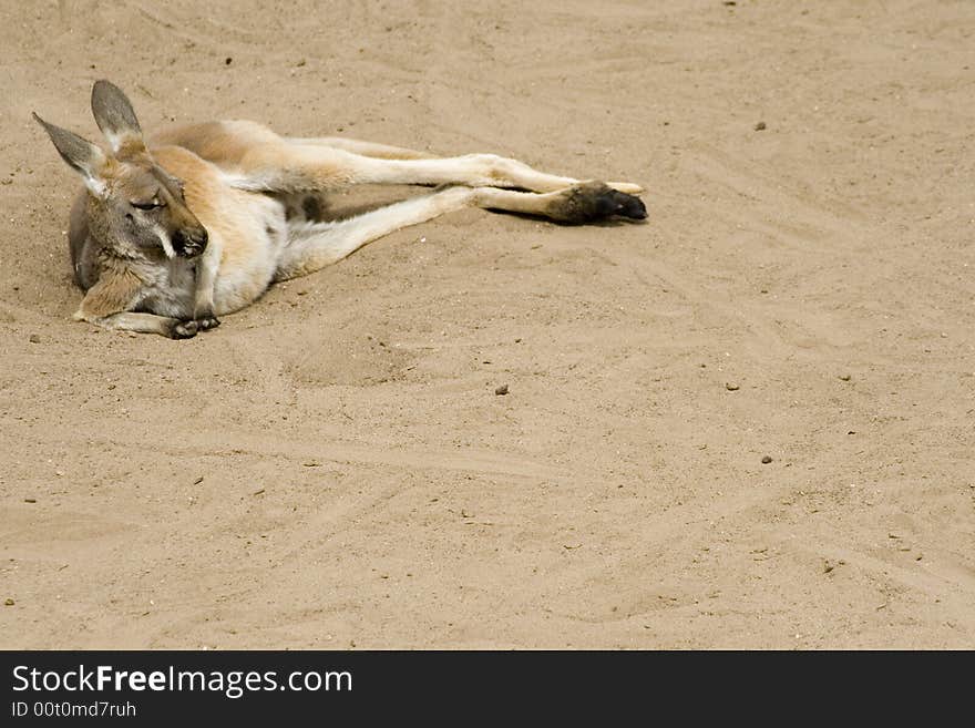 Kangaroo Siesta