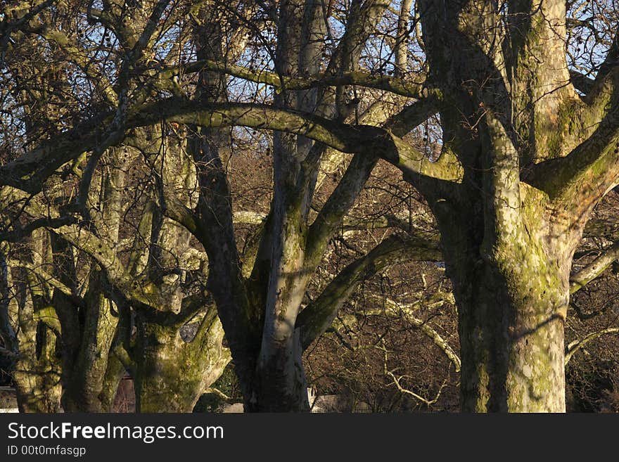 Platoon trees in park in evening light, horizontal. Platoon trees in park in evening light, horizontal.