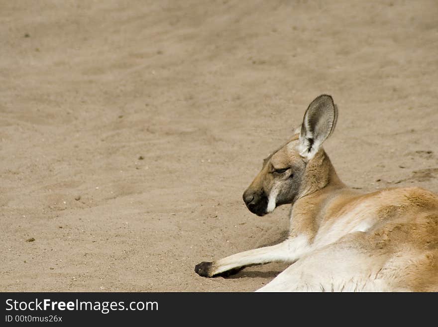 Kangaroo Siesta