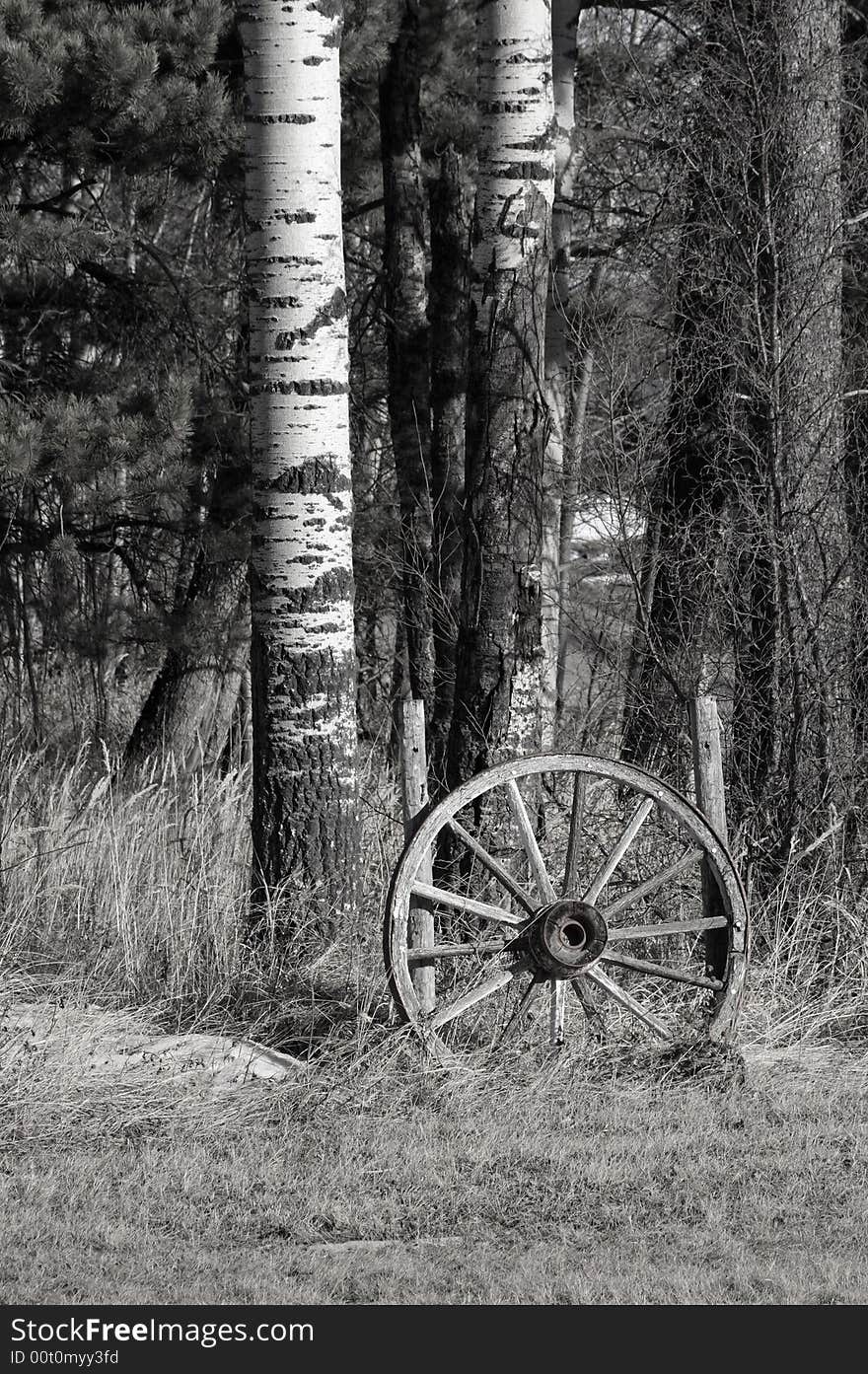 Black and white still life of an old wooden wagon wagon wheel sitting against some trees. Black and white still life of an old wooden wagon wagon wheel sitting against some trees