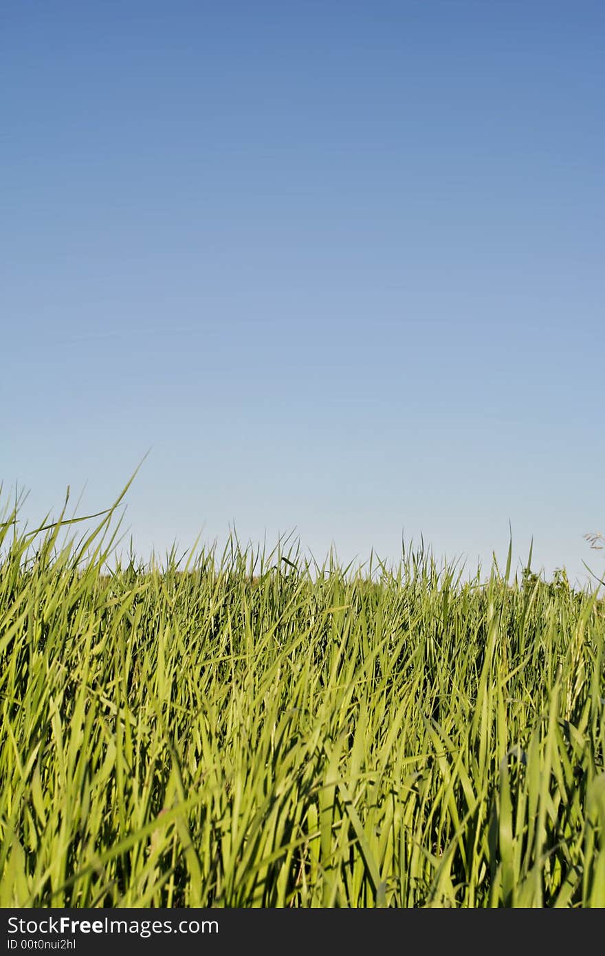 Green grass and sry frame background. Green grass and sry frame background