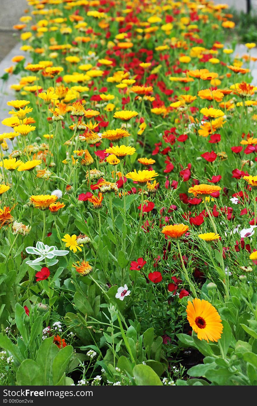 Flowerbed, yellow and red flowers, summer background, decorative garden