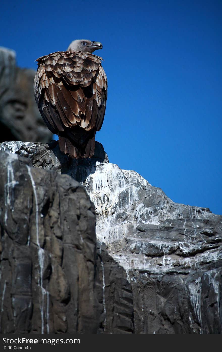 A vulture on the stone
