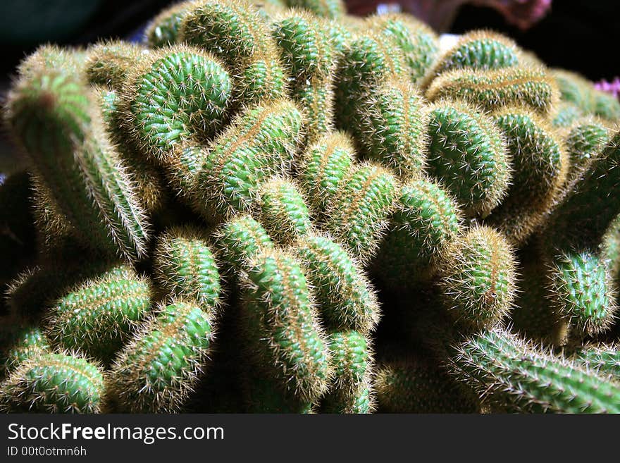 Wrinkled green cactus at floral show. Wrinkled green cactus at floral show