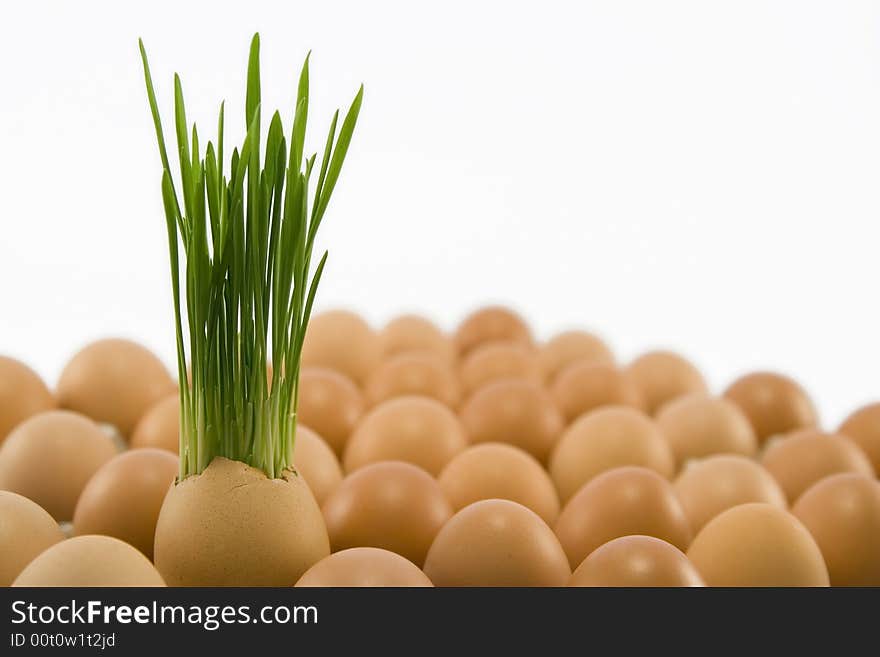 The brown egg with growing grass among other eggs