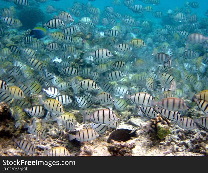 A really big group of Convict Surgeonfish in Maldives italian name: Chirurgo Galeotto (o pentastriato) scientific name: Acanthurus Triostegus english name: Convict Surgeonfish. A really big group of Convict Surgeonfish in Maldives italian name: Chirurgo Galeotto (o pentastriato) scientific name: Acanthurus Triostegus english name: Convict Surgeonfish