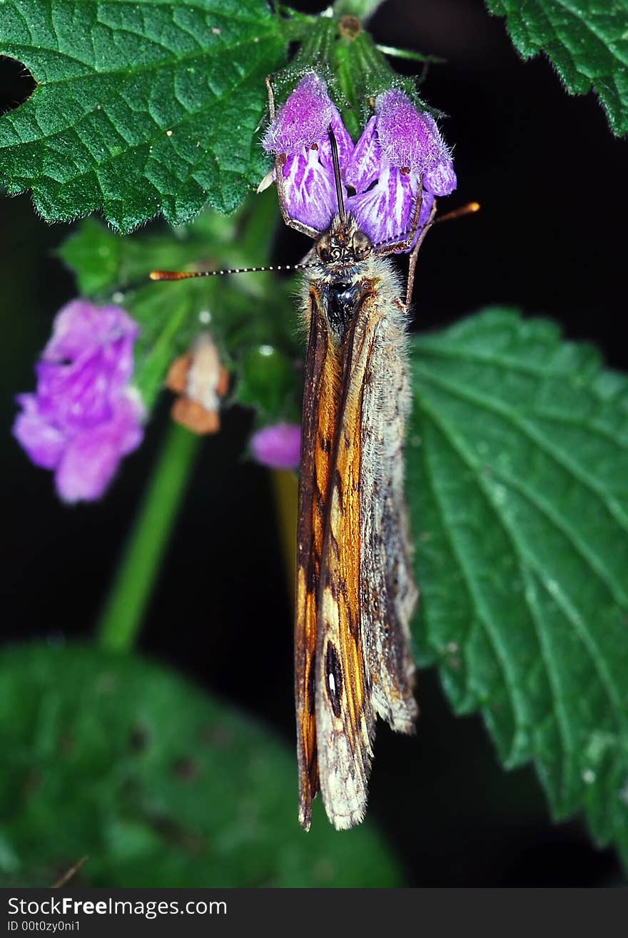 Butterfly is resting on a flower