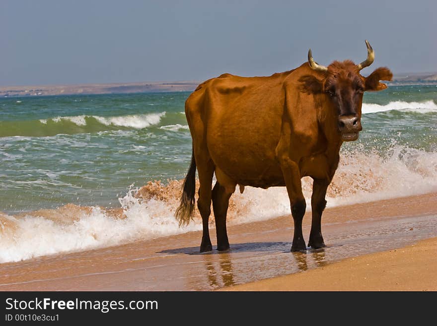 Leisure series: cow take a sunbathe on the sea beach. Leisure series: cow take a sunbathe on the sea beach