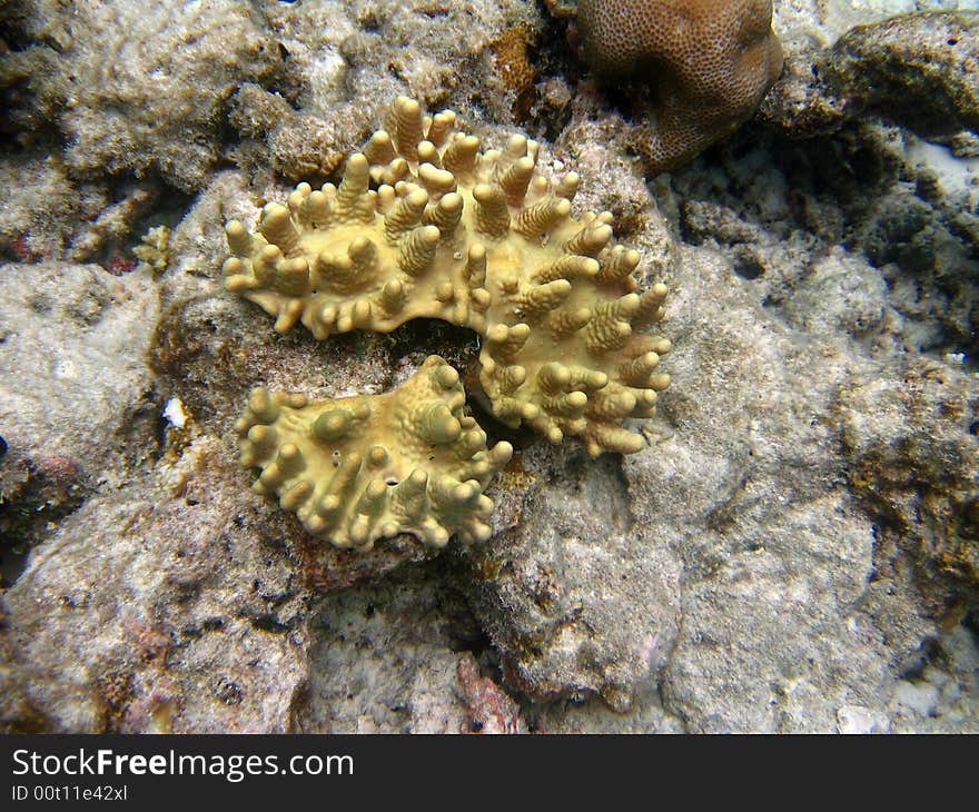 Maldivian Coral