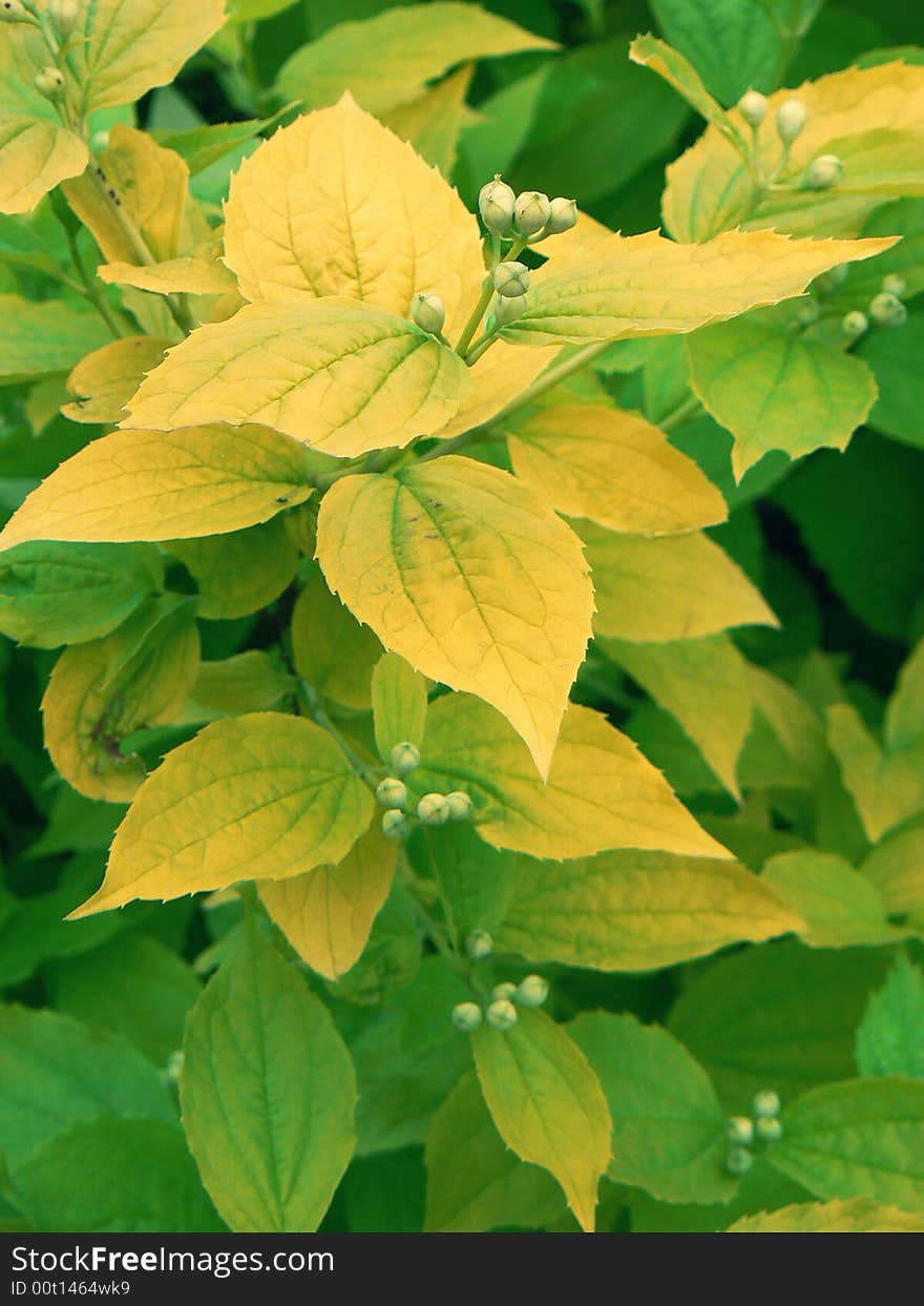 Beautiful shrub with kidney eoksae a hot summer day. Beautiful shrub with kidney eoksae a hot summer day