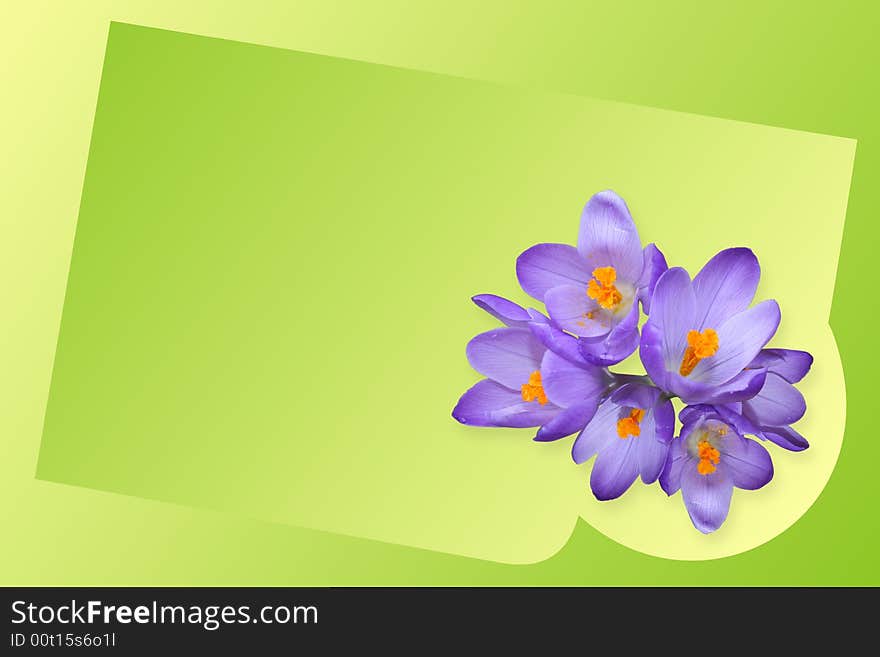 Crocus flowers on gradient background.