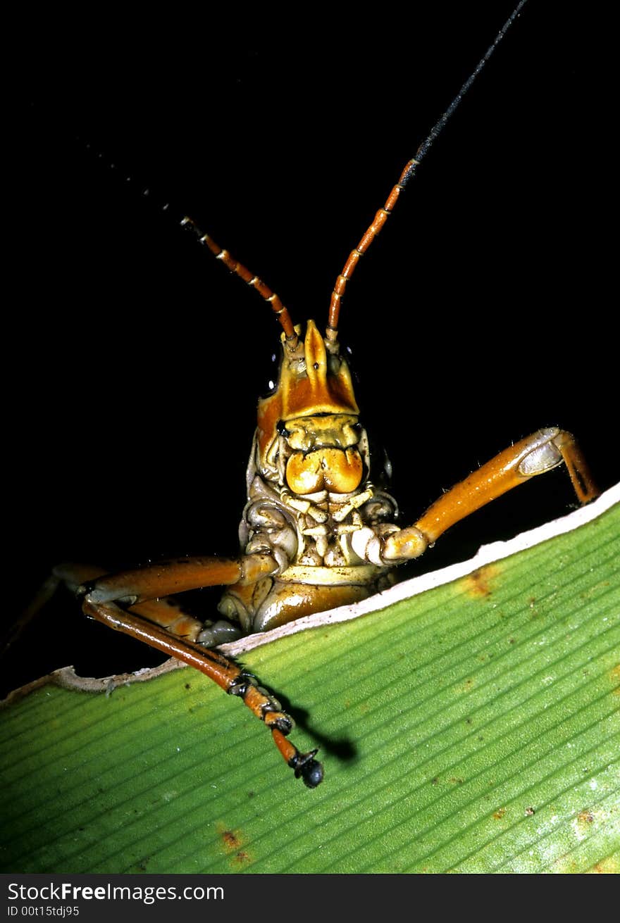 Grasshopper resting on leaf striking a pose