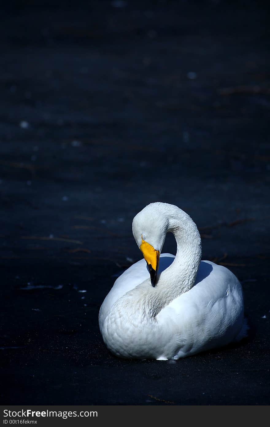 Swan