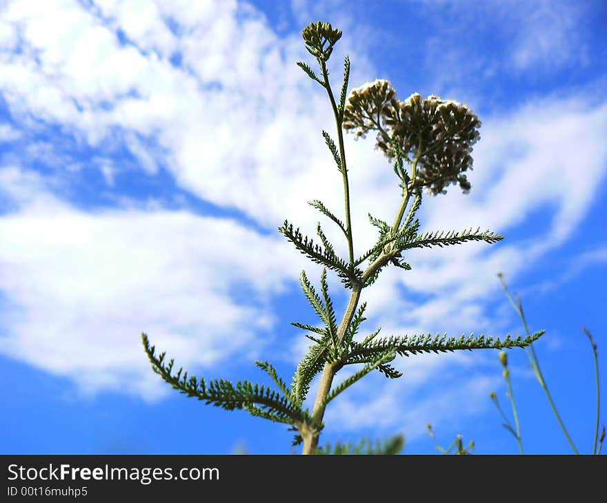 Field Flowers