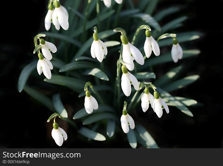 Snowdrops