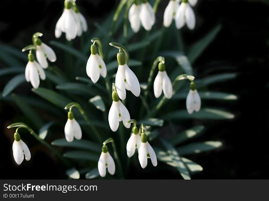 Snowdrops