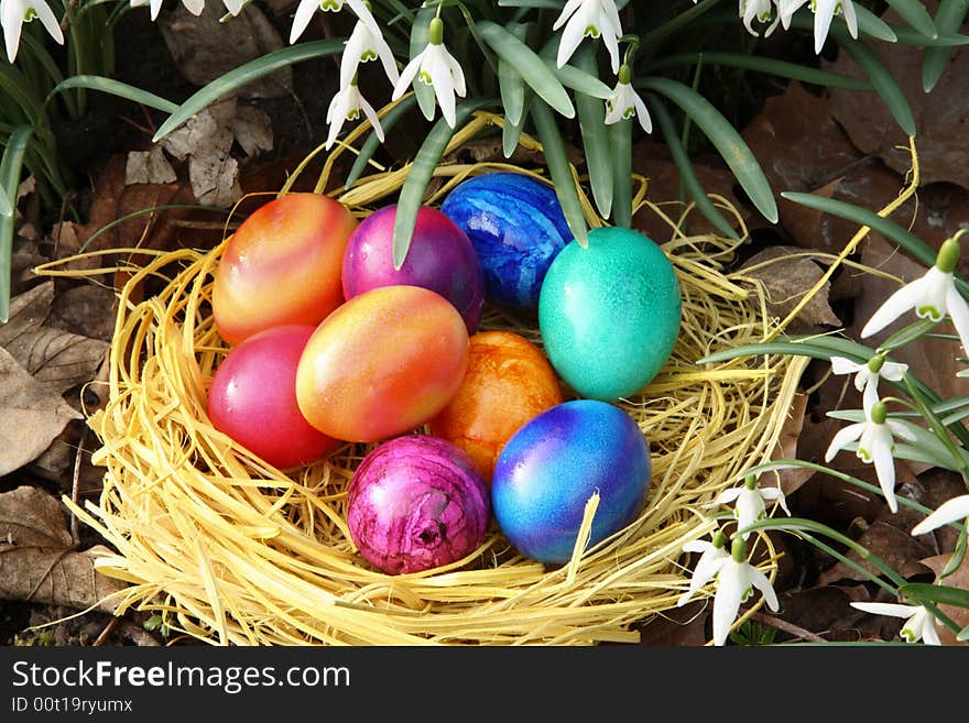 Easter eggs and a white snowdrops. Easter eggs and a white snowdrops.