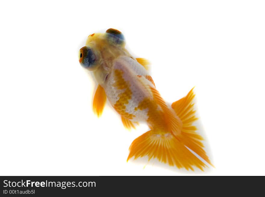 Dragon Eye Goldfish isolated on white