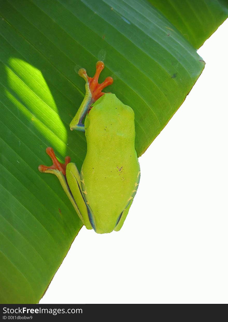 Red eyed tree frog haning on a leaf