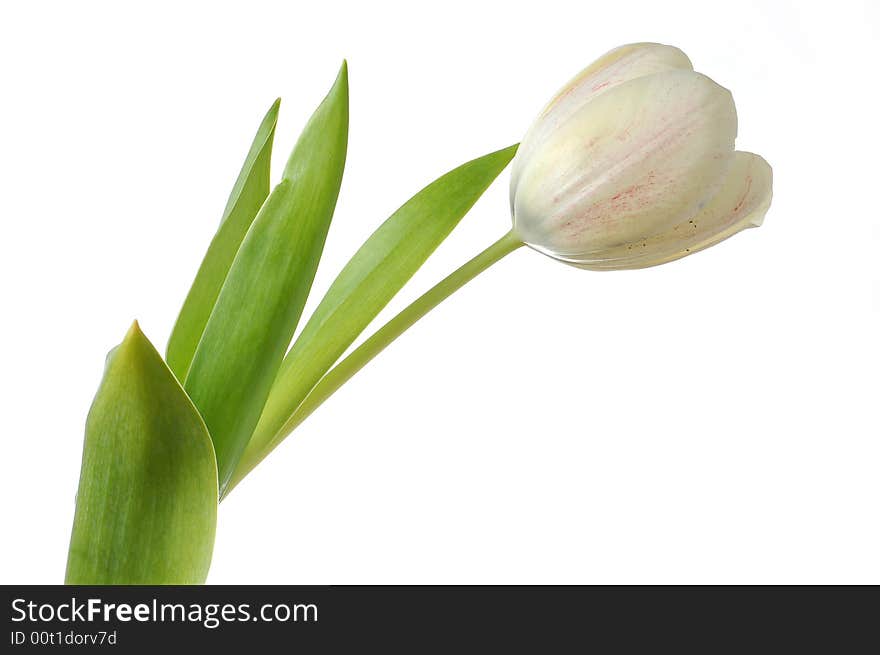 White tulip flower isolated over white background