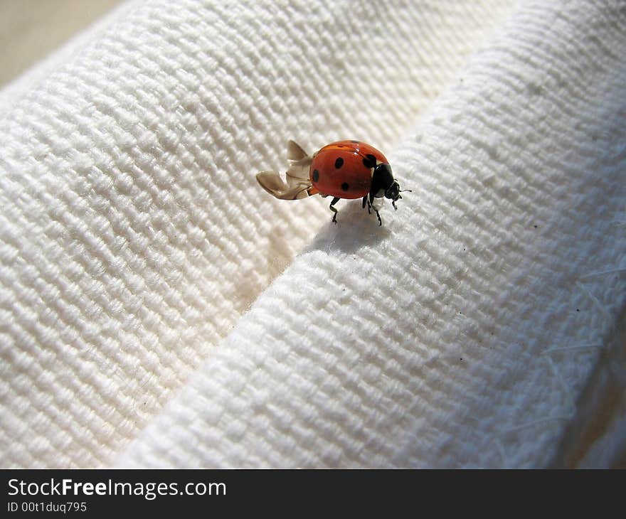 Lady bug on a piece of cloth