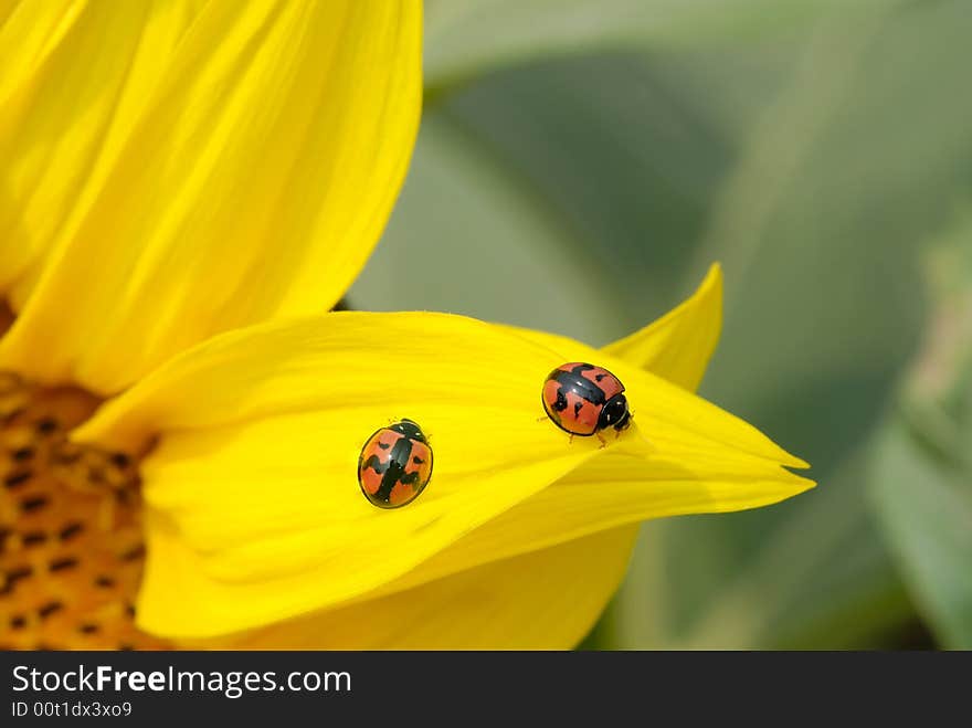 Sunflower with two ladybirds on it