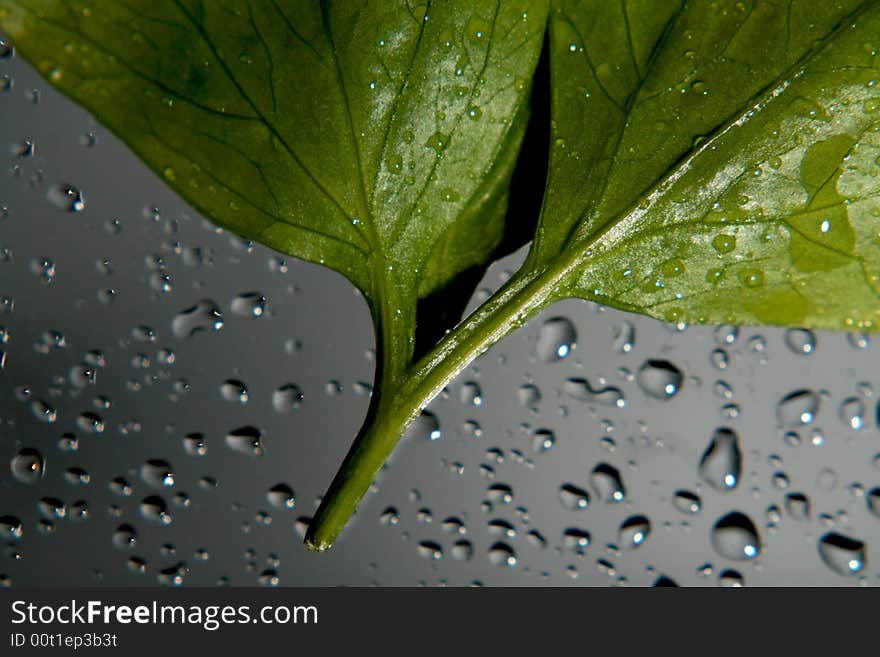 Rain over green fresh leaf. Rain over green fresh leaf