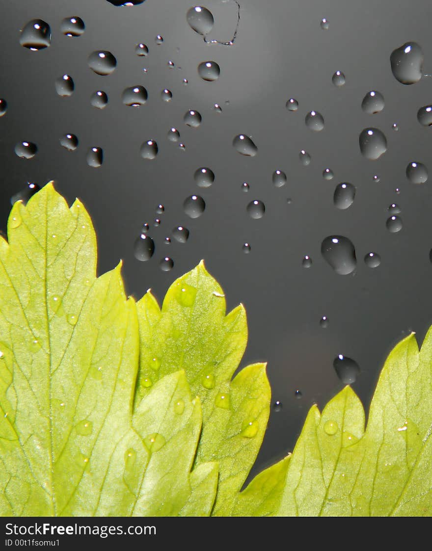 Rain over green fresh leaf. Rain over green fresh leaf