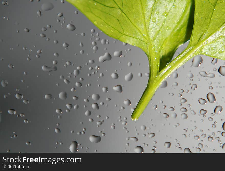 Water and greens