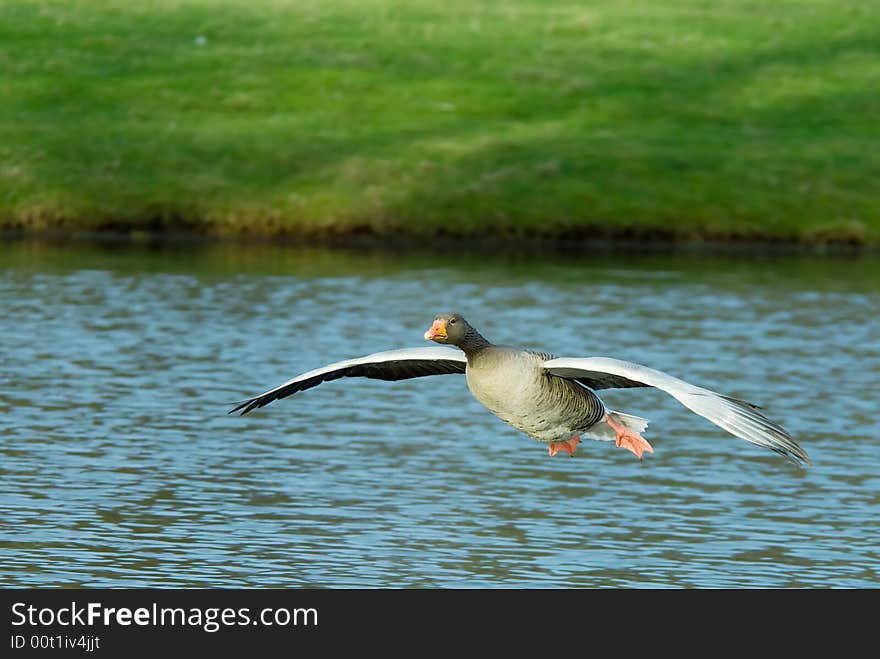 Beautiful goose in flight about to land