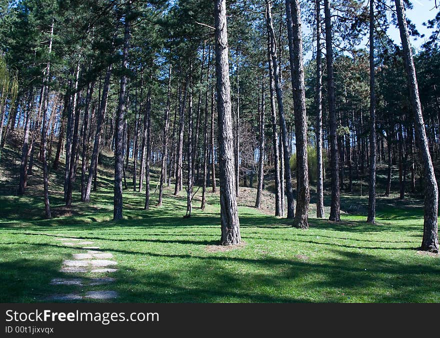 City park full of pine trees under the sunlight