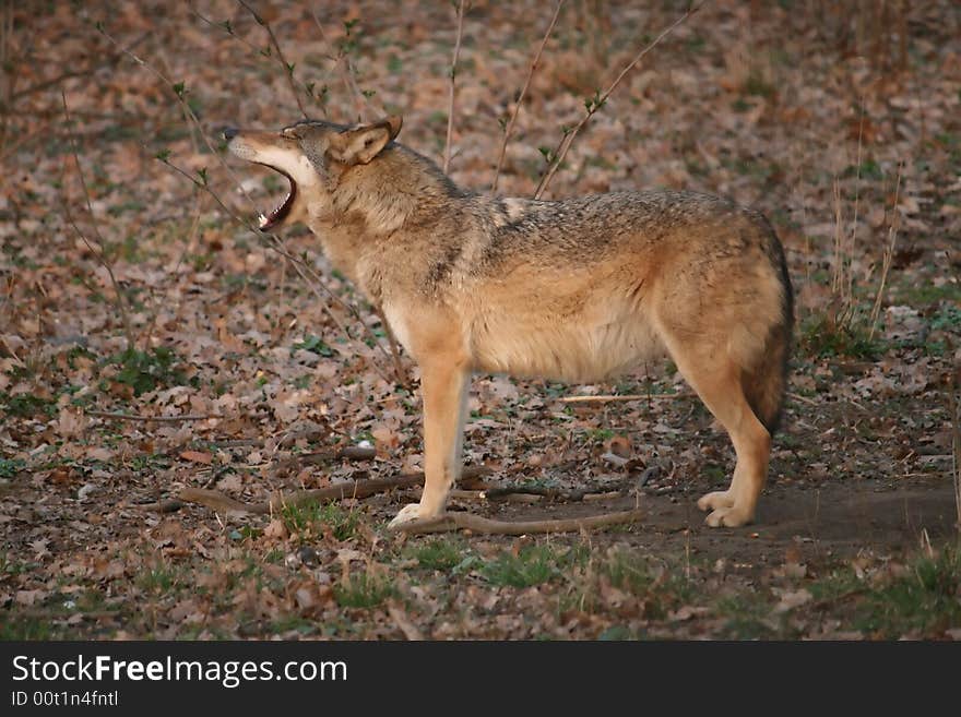 Yawning wolf in the forest