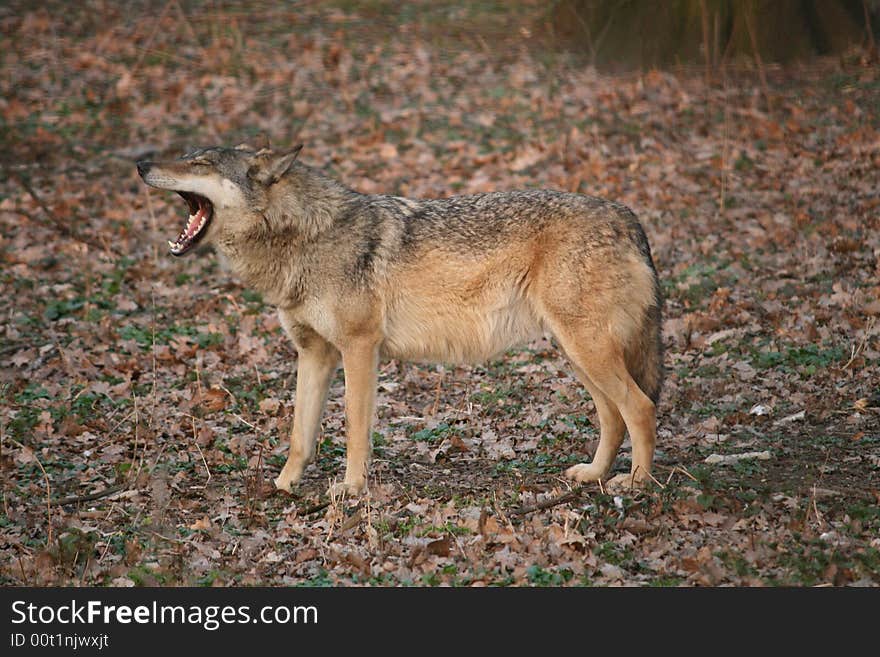 Yawning wolf in the forest