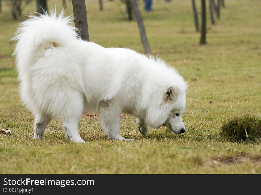 This is a very cute Samoyed dog. it is walking