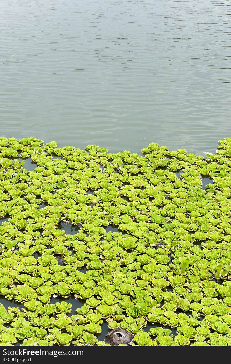 Green and bright pond lilies with open water