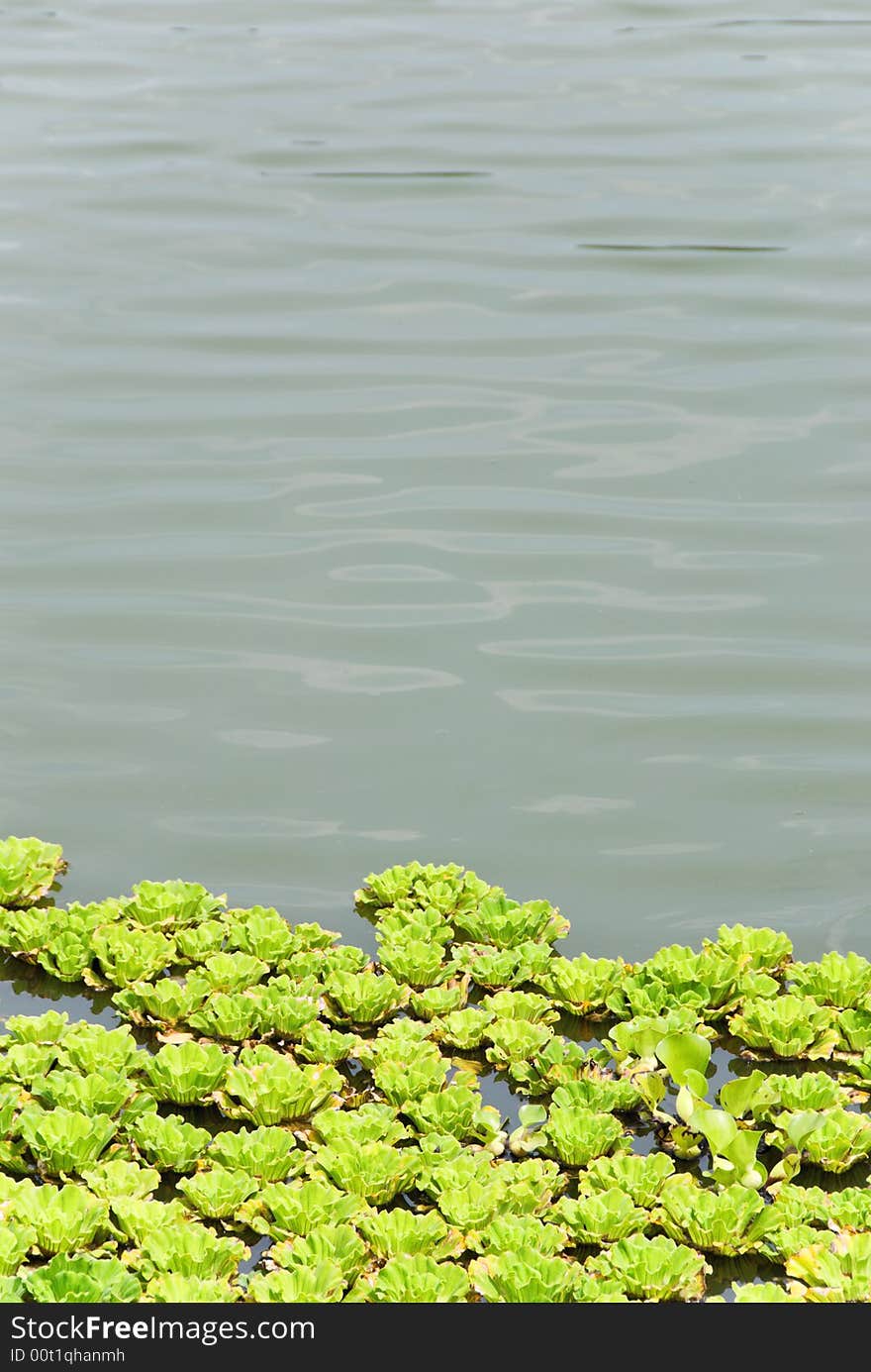 Green and bright pond lilies with open water