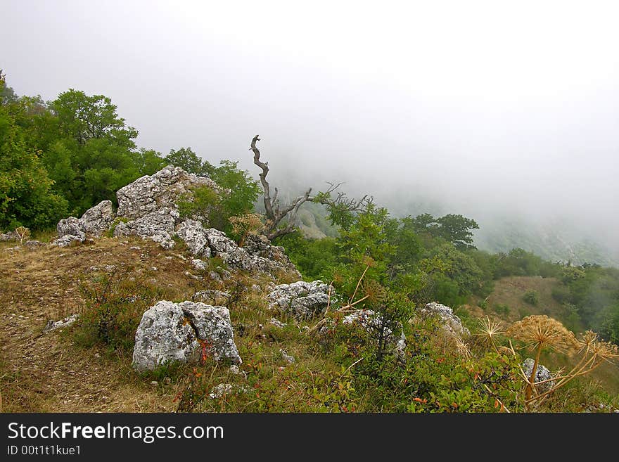 Hi-land flora in the fog