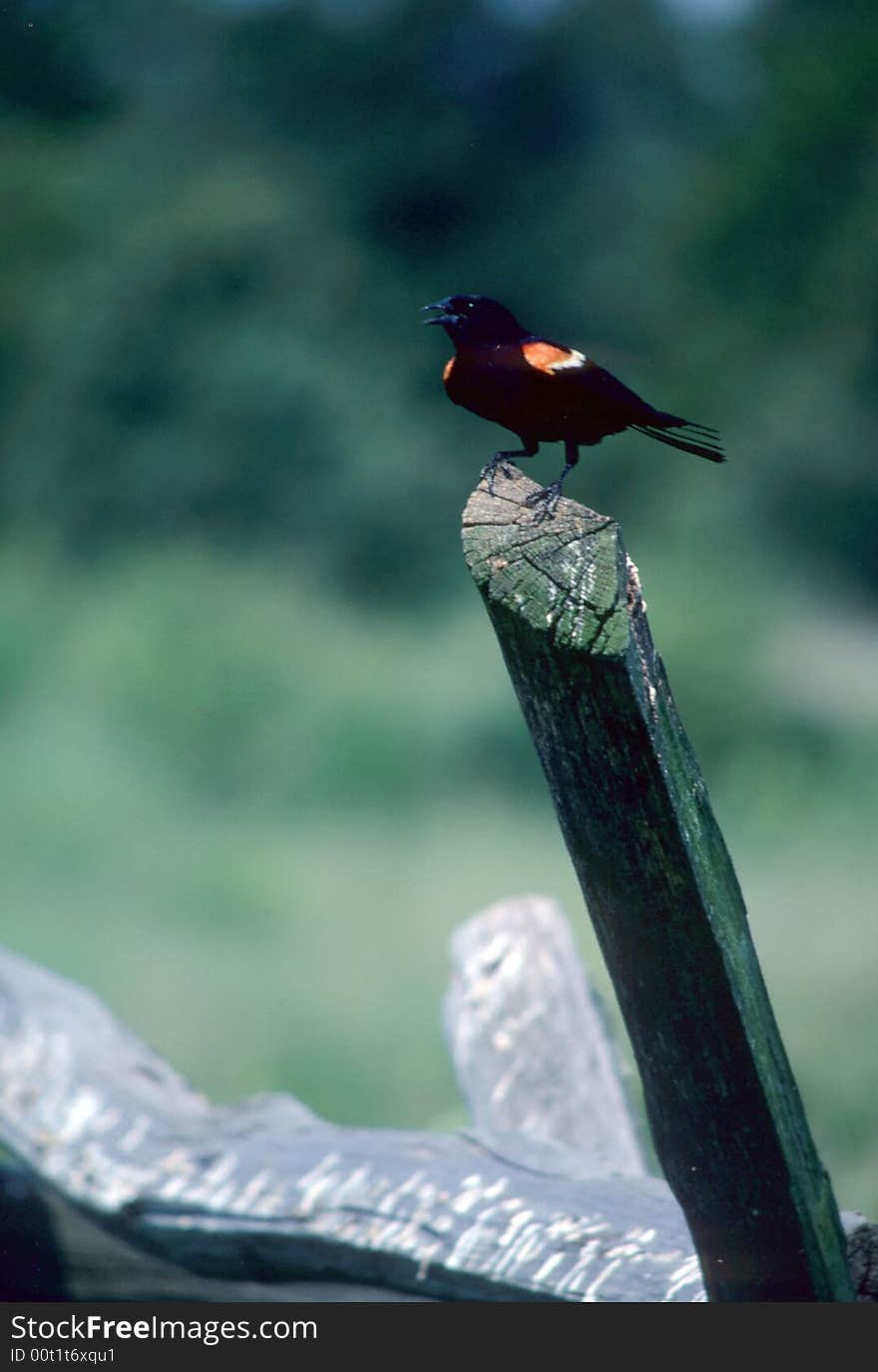 A bird sitting on an old log chirping. A bird sitting on an old log chirping