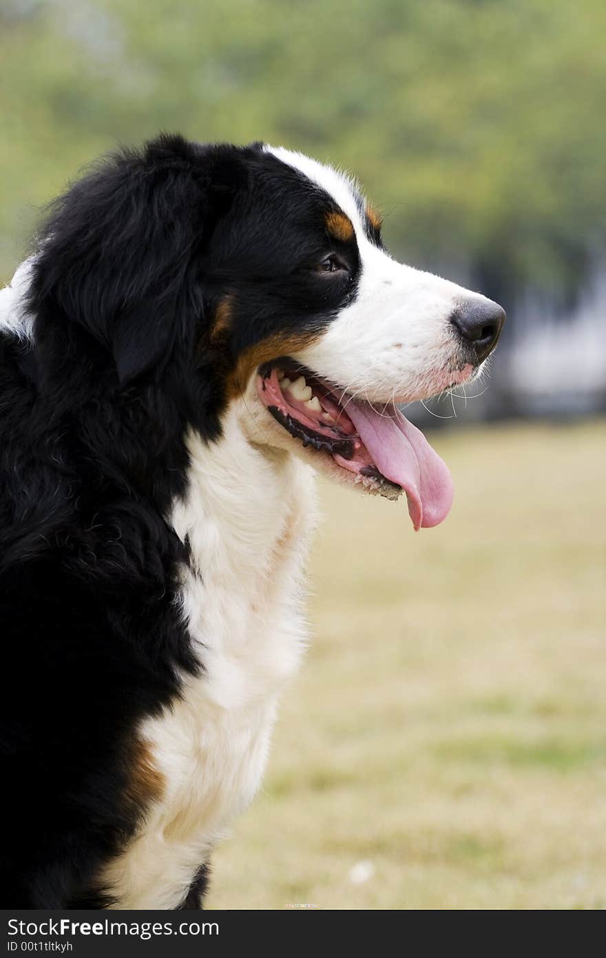 This is a Bernese Mountain Dog. very big!