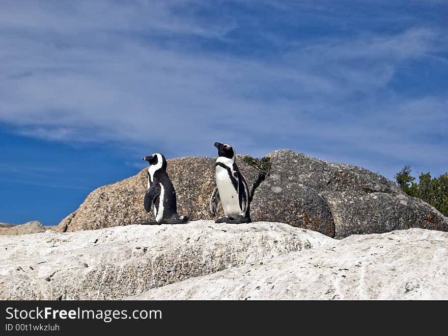 African penguins on rock